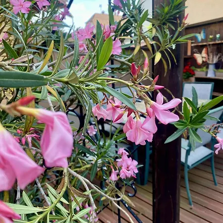 Entre Ried Et Rhin *